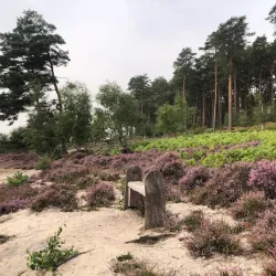 Bourne Wood - Farnham