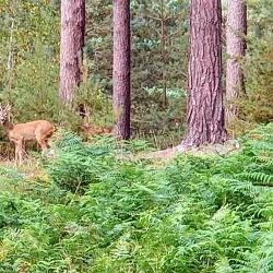 Bourne Wood - Farnham