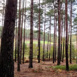 Bourne Wood - Farnham