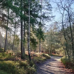 Bourne Wood - Farnham