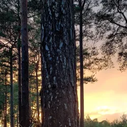 Bourne Wood - Farnham