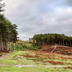 Bourne Wood - Farnham