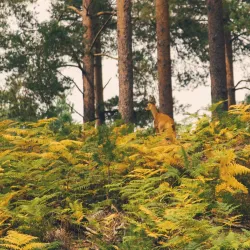 Bourne Wood - Farnham