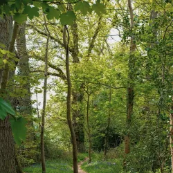 Bourne Wood - Farnham