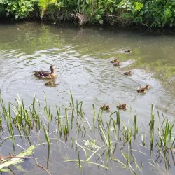 Gostrey Meadow - Farnham