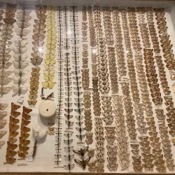 Folkestone Museum - Folkestone