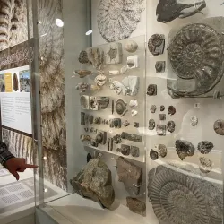 Folkestone Museum - Folkestone