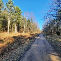 Chopwell Woods - Gateshead