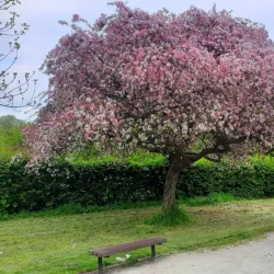 Gloucester Park - Gloucester