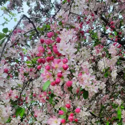 Gloucester Park - Gloucester