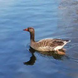 Broadwater Park - Godalming