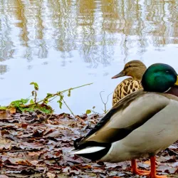 Broadwater Park - Godalming