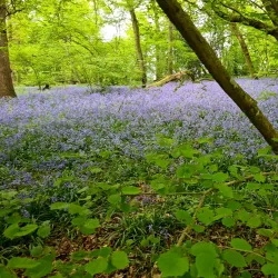 Hatchlands Park - Godalming