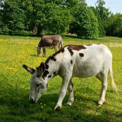 Hatchlands Park - Godalming