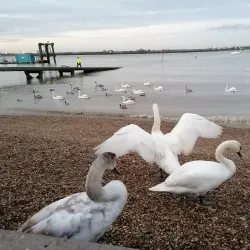Gravesend Riverside - Gravesend