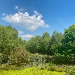 Shorne Woods Country Park - Gravesend