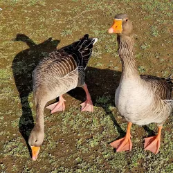 Chafford Gorges Nature Park - Grays