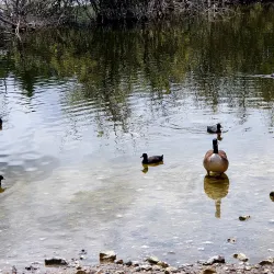 Chafford Gorges Nature Park - Grays