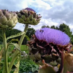 The Lee Common and Hampden Pond - Great Missenden