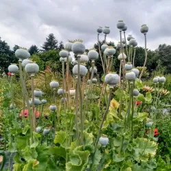 The Lee Common and Hampden Pond - Great Missenden