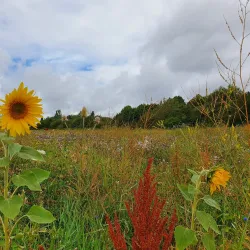 Perivale Park - Greenford