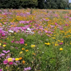 Perivale Park - Greenford