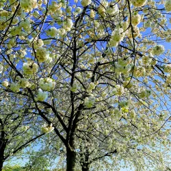 Perivale Park - Greenford