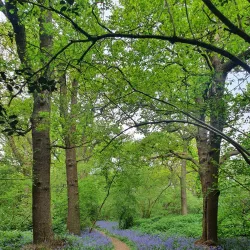 Perivale Wood Local Nature Reserve - Greenford