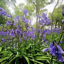 Perivale Wood Local Nature Reserve - Greenford