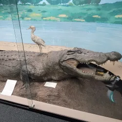 McLean Museum and Art Gallery - Greenock