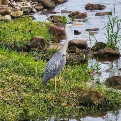 Annan River Walks - Gretna