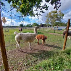 Harlow Town Park - Harlow