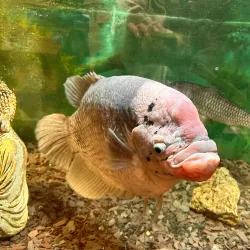 Harlow Town Park - Harlow