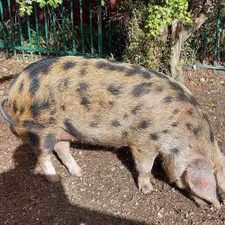 Harlow Town Park - Harlow