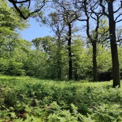 Parndon Wood Nature Reserve - Harlow