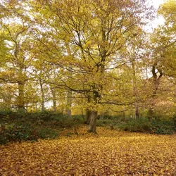Parndon Wood Nature Reserve - Harlow