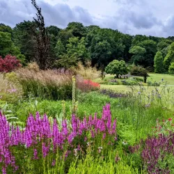 Harlow Carr Gardens - Harrogate