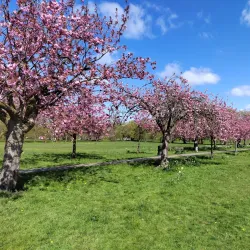 The Stray - Harrogate