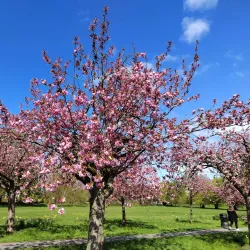 The Stray - Harrogate