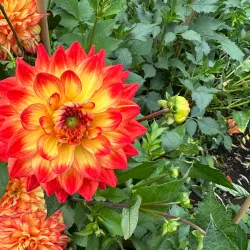 Valley Gardens - Harrogate