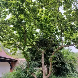 Canons Park - Harrow