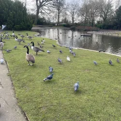 Pinner Memorial Park - Harrow