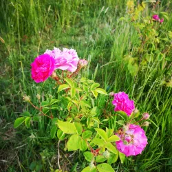 Roxeth Recreation Ground - Harrow