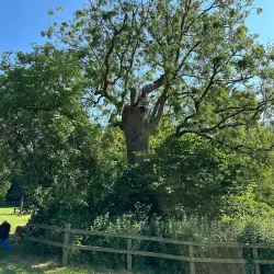 Haverhill Community Woodland - Haverhill