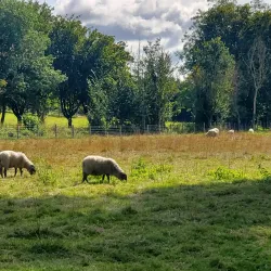 Haverhill Community Woodland - Haverhill