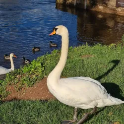 River Wye Walks - Hereford
