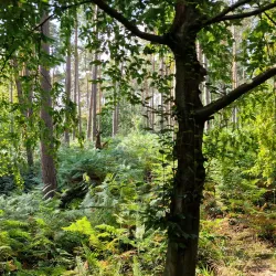 Broxbourne Woods National Nature Reserve - Hertfordshire