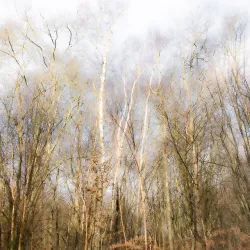 Broxbourne Woods National Nature Reserve - Hertfordshire
