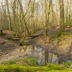 Broxbourne Woods National Nature Reserve - Hertfordshire