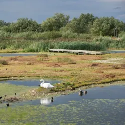 Rye Meads Nature Reserve - Hertfordshire